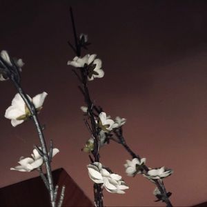 Meet your Posher, Davis